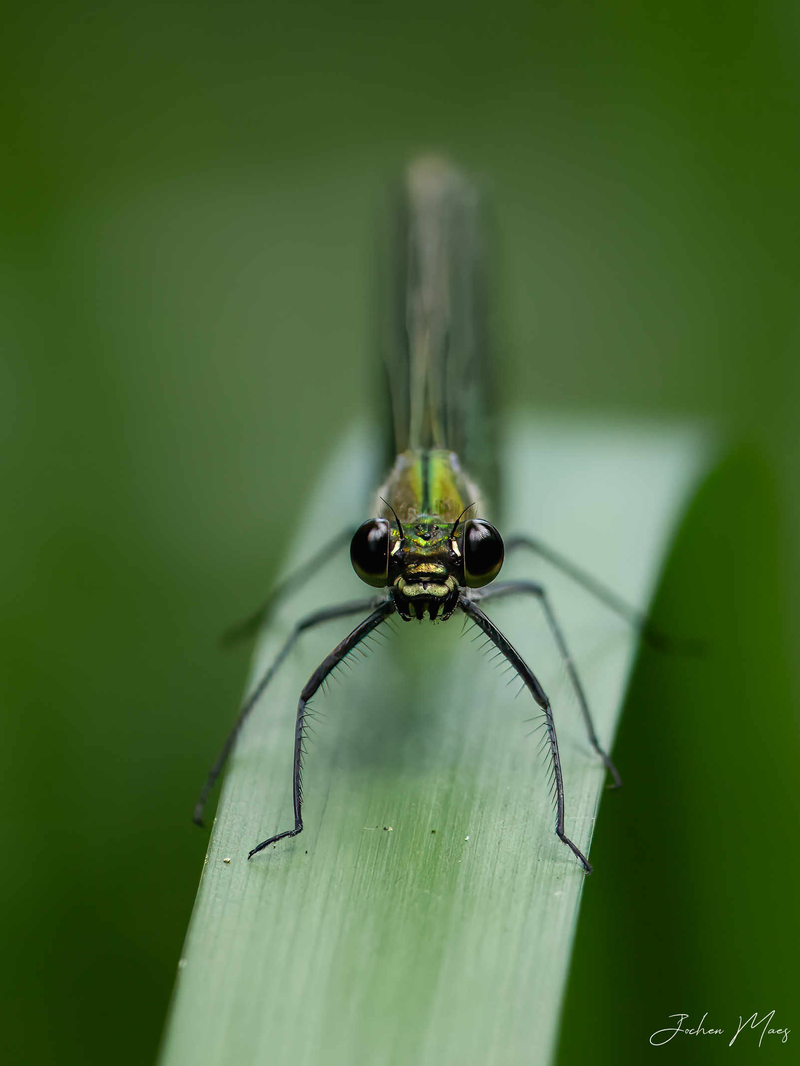 Banded_demoiselle_female.jpg