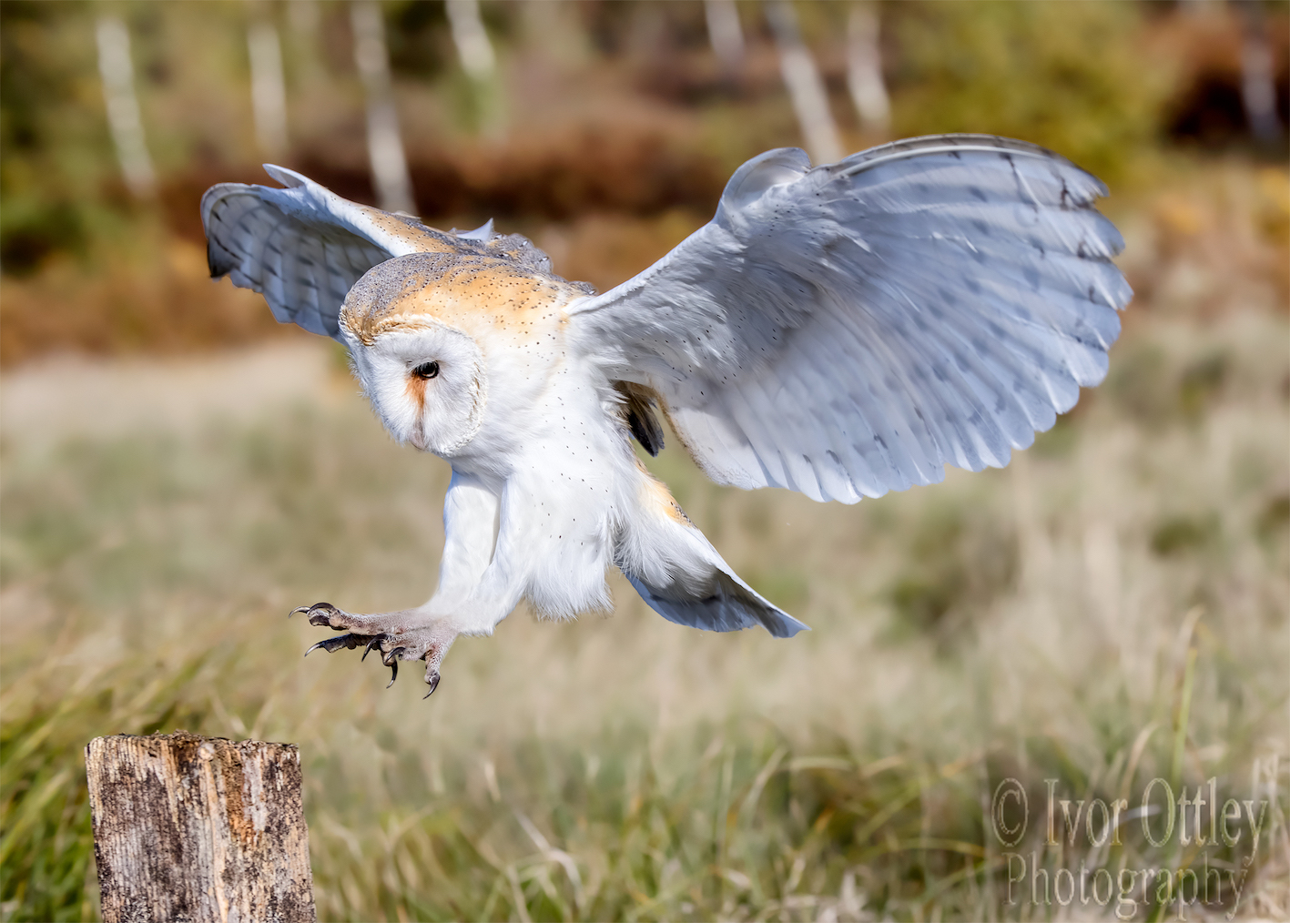 Barn owl 2_N8A3171-1 copyWeb.jpg