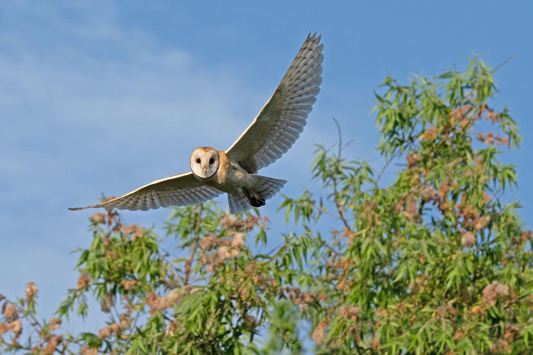 BARN OWL AND BLUE SKY 2024 _DSC3436.jpg