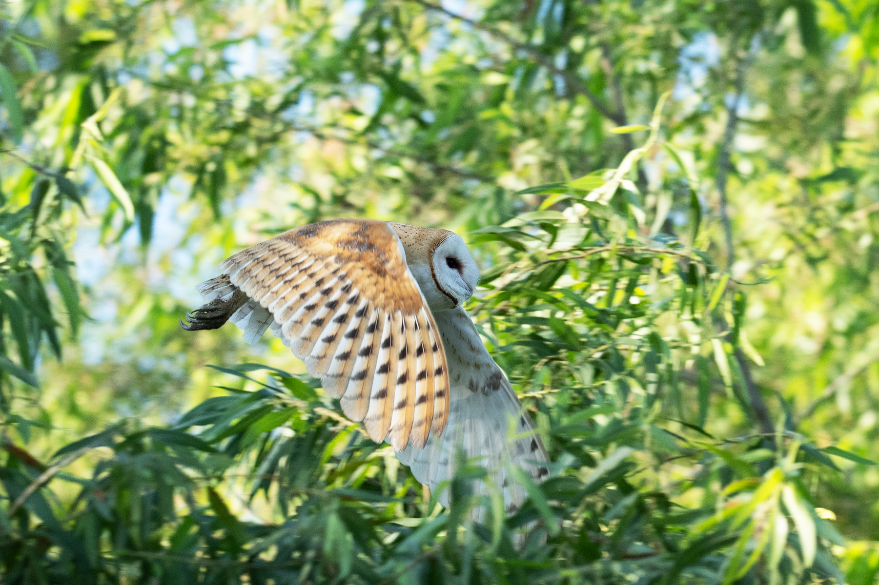 BARN OWL FLIES BY WINGS DOWN backcountry gallery _DSC2162.jpg