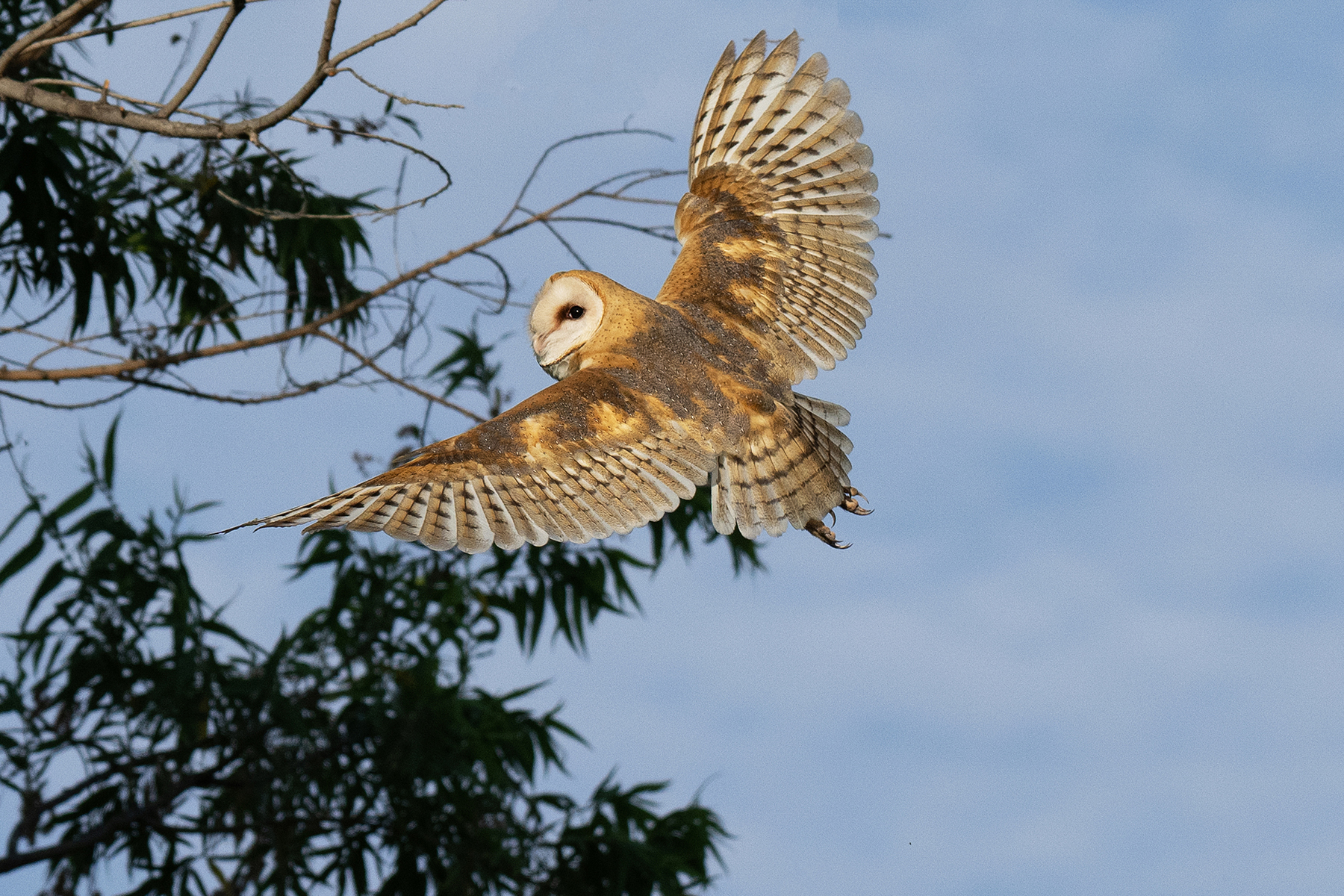 BARN OWL FLY BY backcountry gallery _DSC3403.jpg