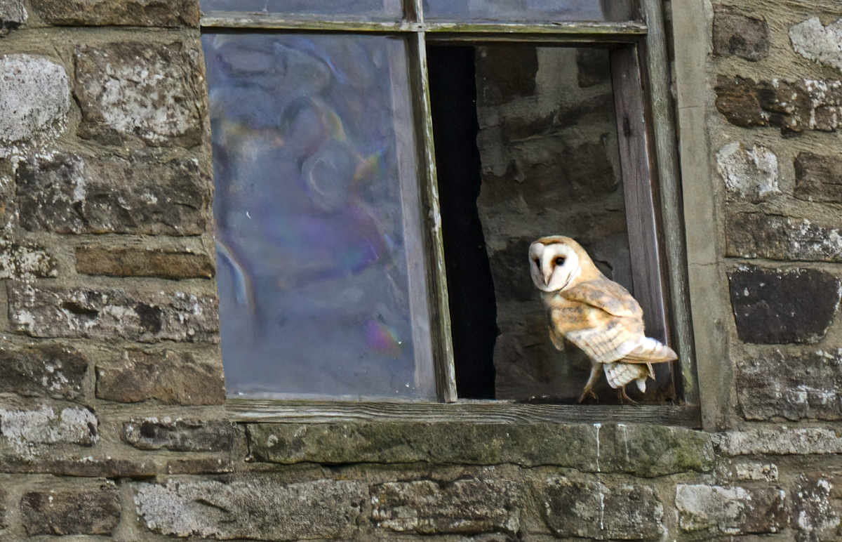 Barn Owl in Window 11 Aug 24.jpg