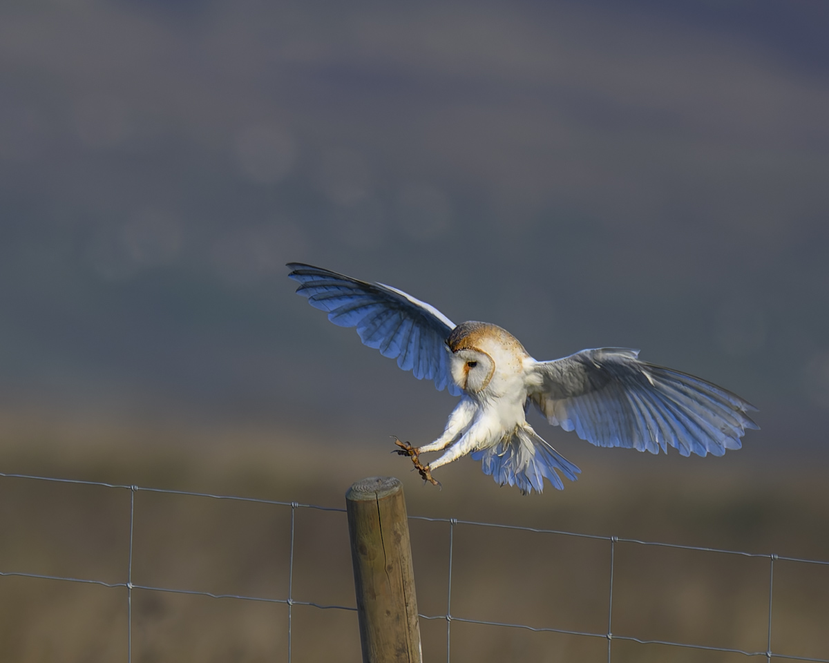 Barn Owl Landing on Post 31 August 24.jpg