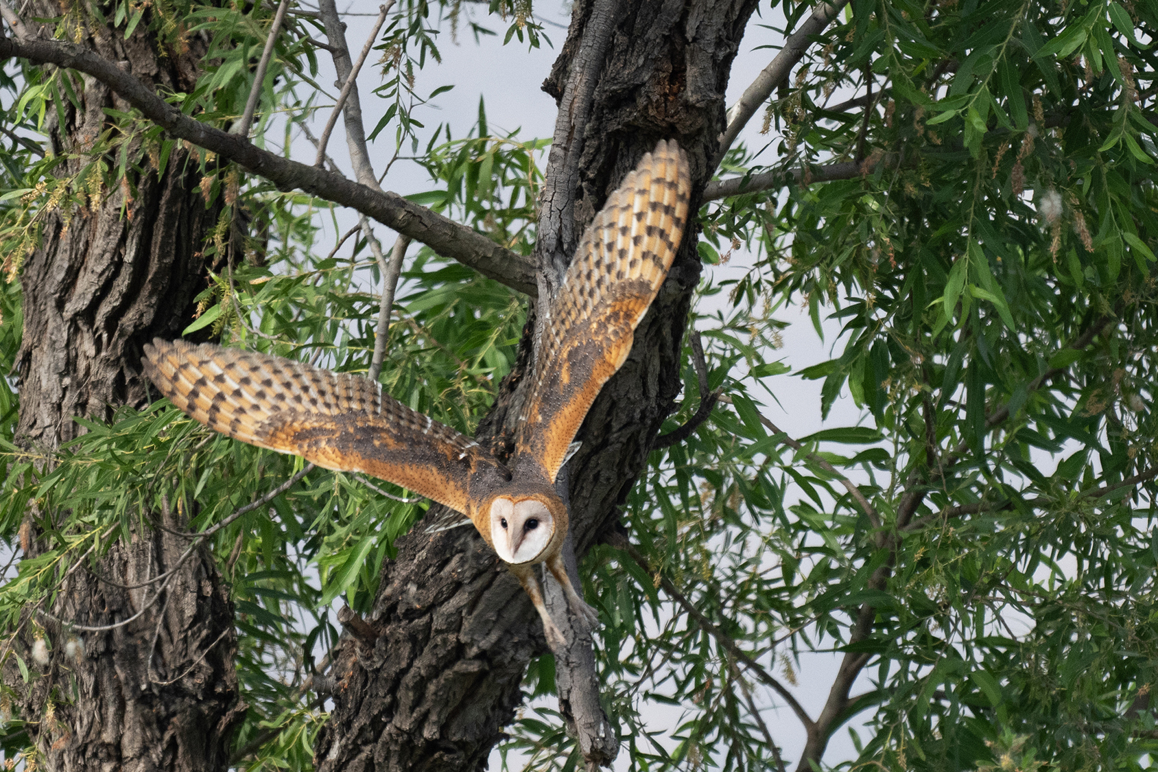 BARN OWL LAUNCHES OFF TREE backcountry gallery _DSC3963.jpg