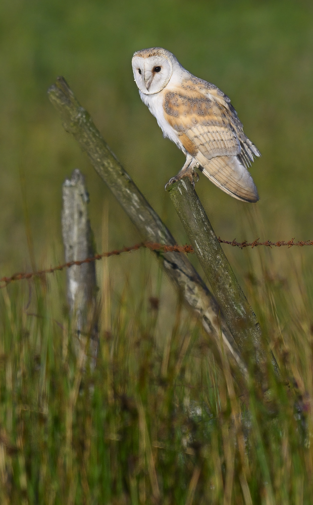 Barn Owl on Post 28 July 24.jpg