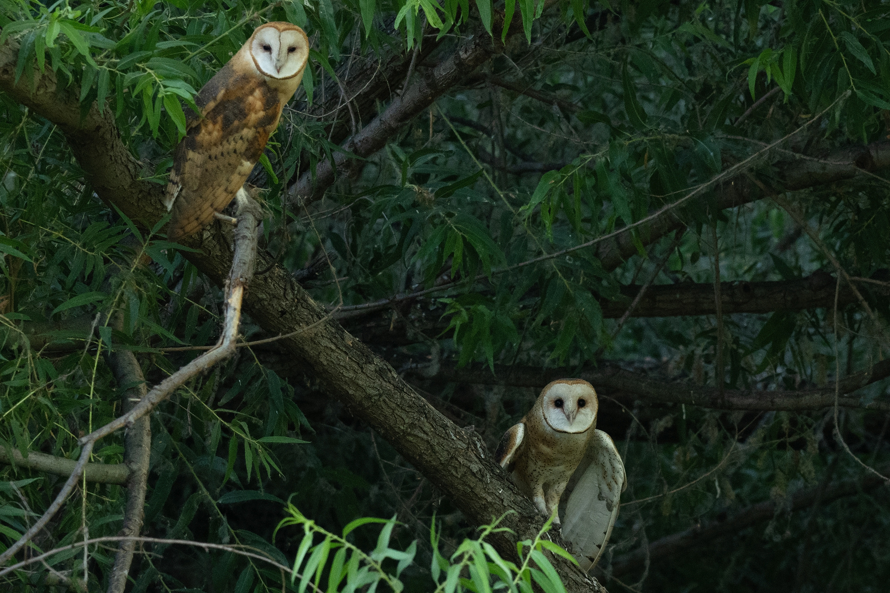 BARN OWL POISED TO FLY backcountry gallery _DSC2574.jpg