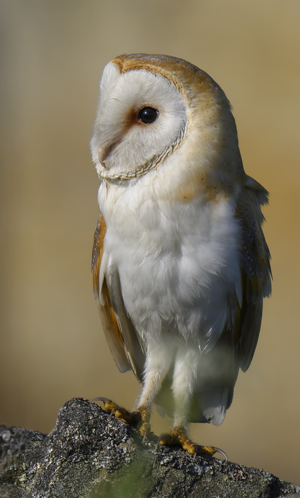 Barn Owl Portrait.jpg