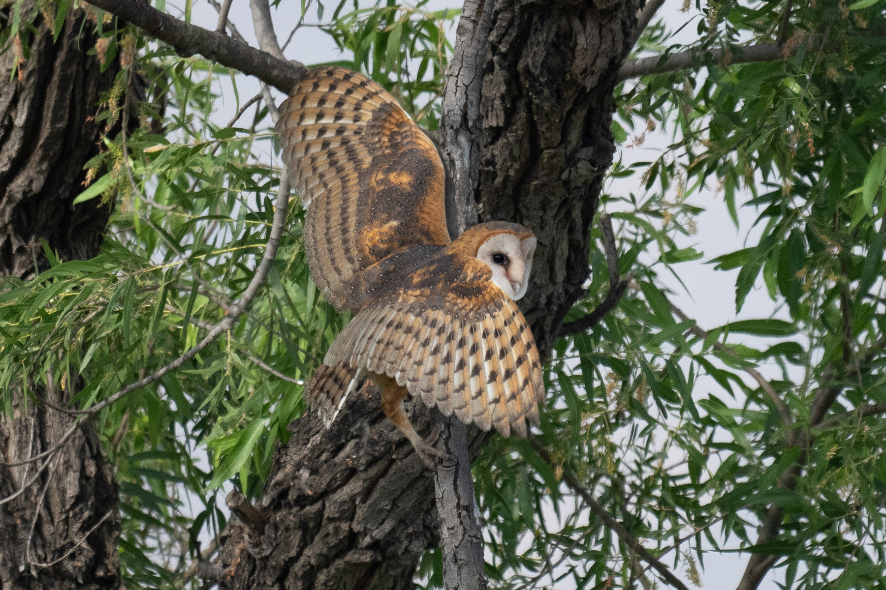 BARN OWL READY TO FLY backcountry gallery _DSC3943.jpg