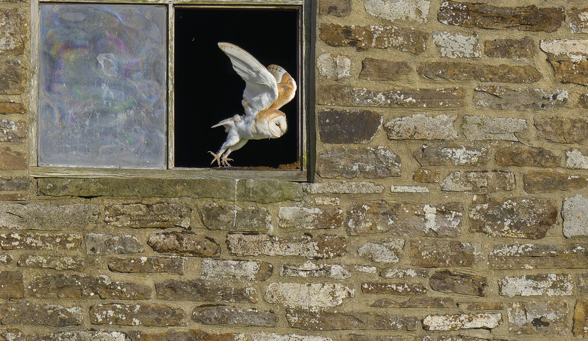 Barn Owl take off 14 Aug 24.jpg