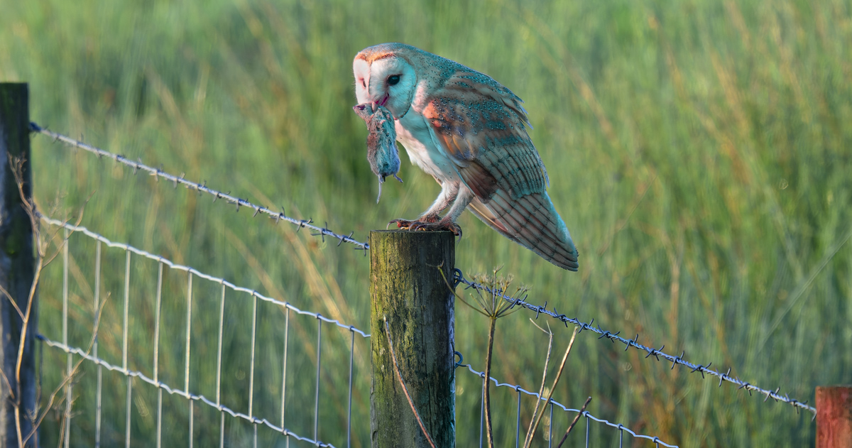 Barn Owl with Catch 19 May 24.jpg