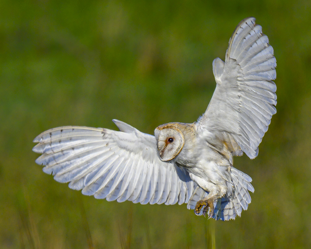 Barn Owl_2_ 28 July 2024.jpg