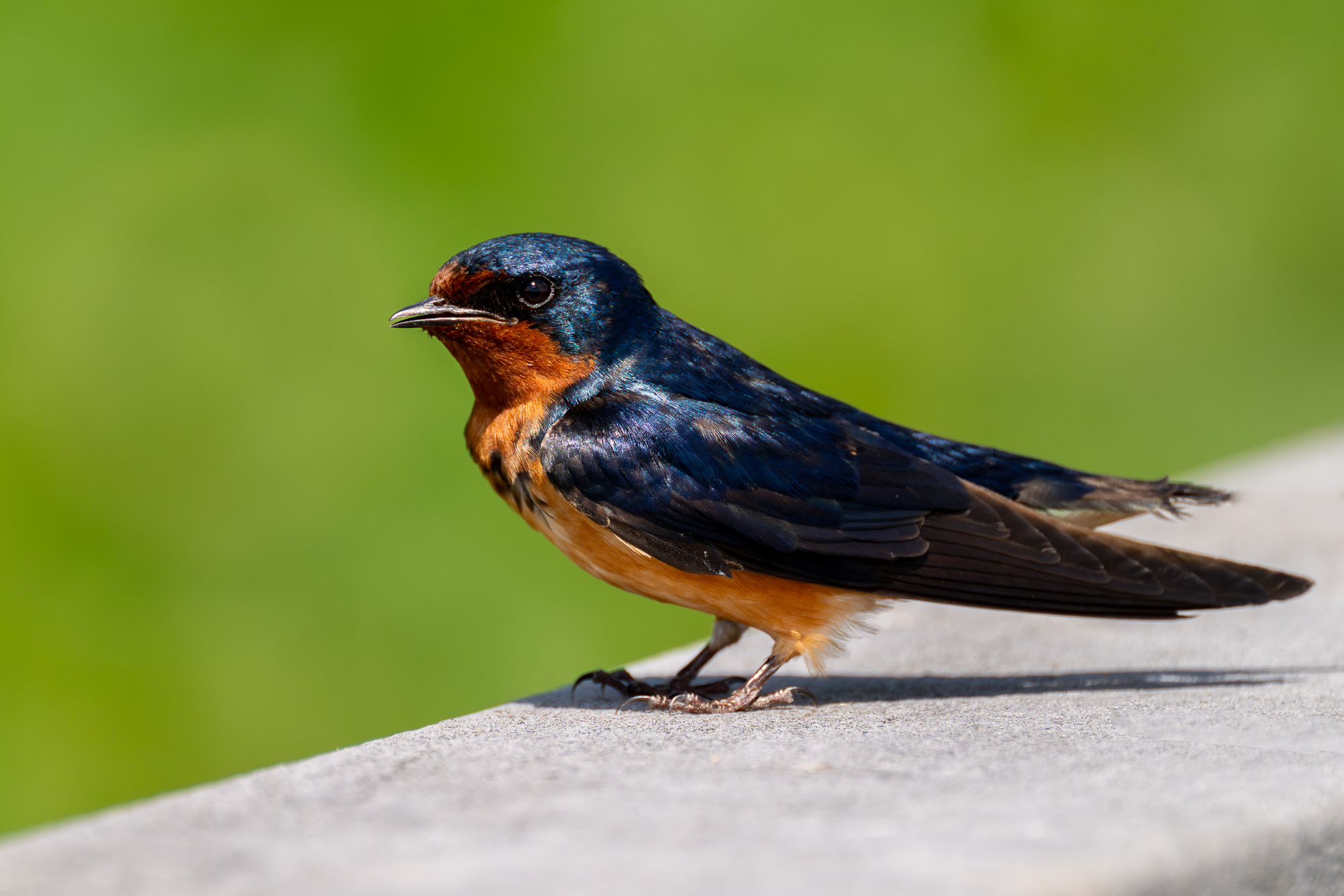 Barn swallow 2-0603-IMG_00001.jpg