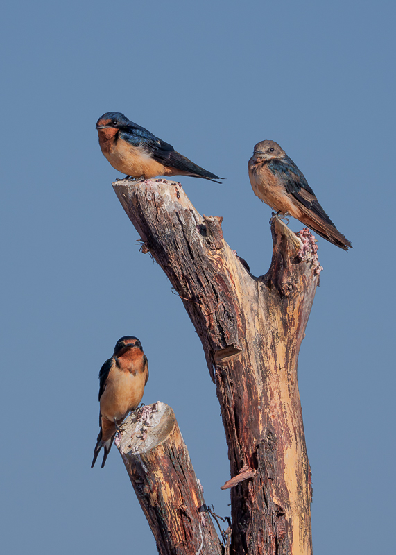 Barn Swallows - Atacama.jpg