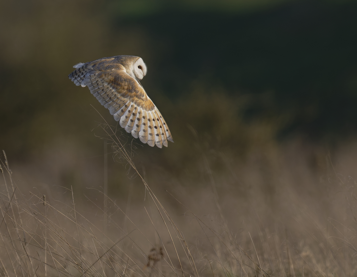 BarnOwl.jpg