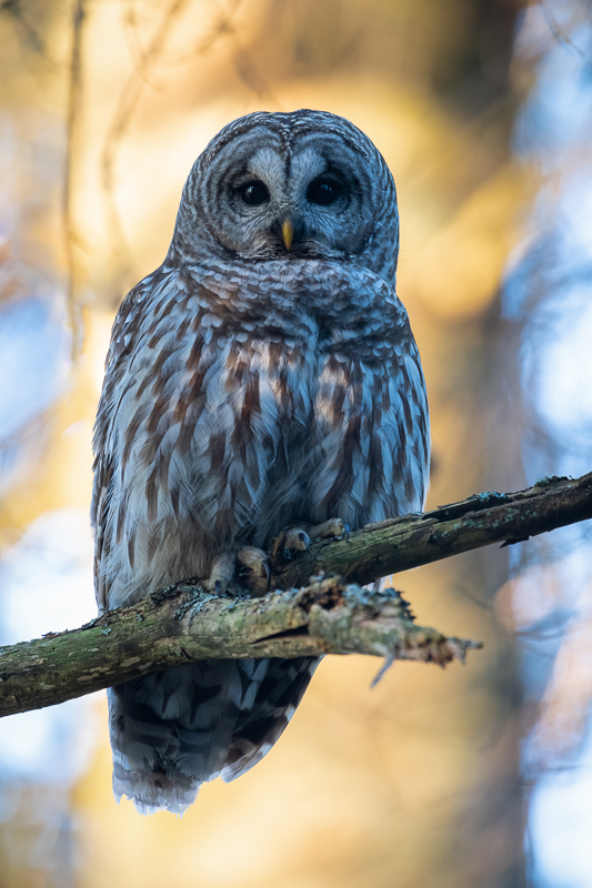 Barred Owl-0316-IMG_00001.jpg