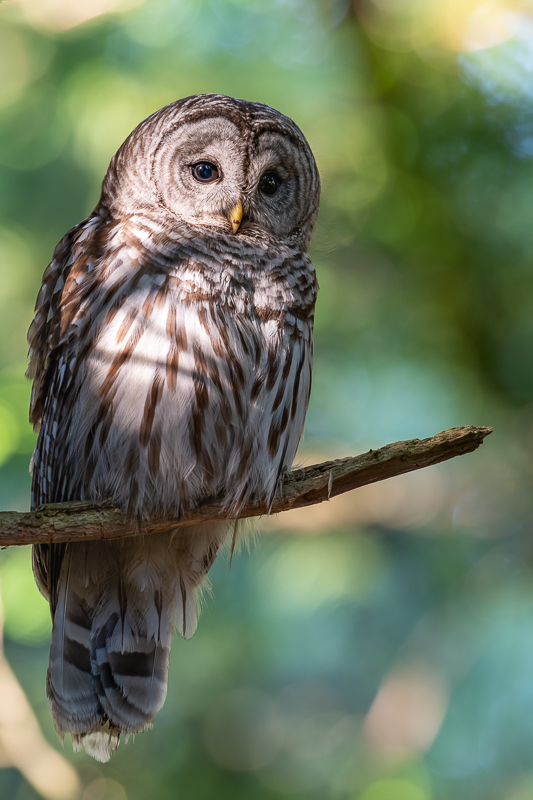 Barred Owl-0517-IMG_00001.jpg