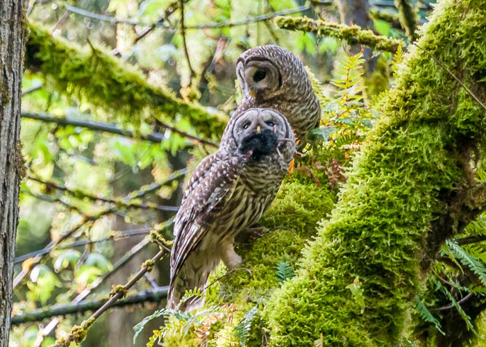 Barred Owl  April 2015 a-2477-1.JPG