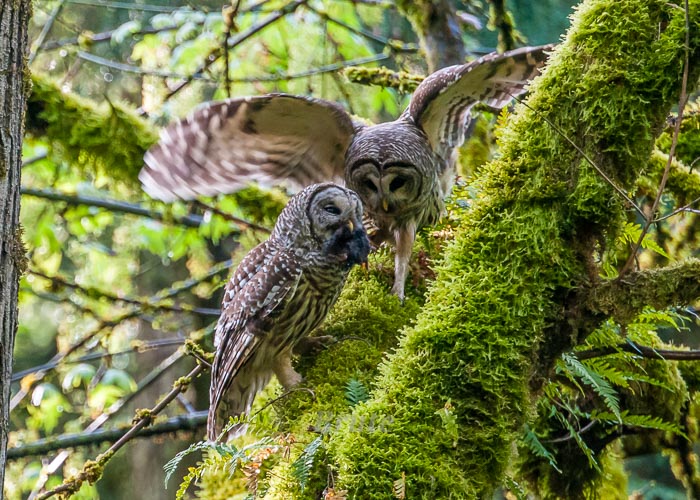 Barred Owl  April 2015 a-2479-1.JPG