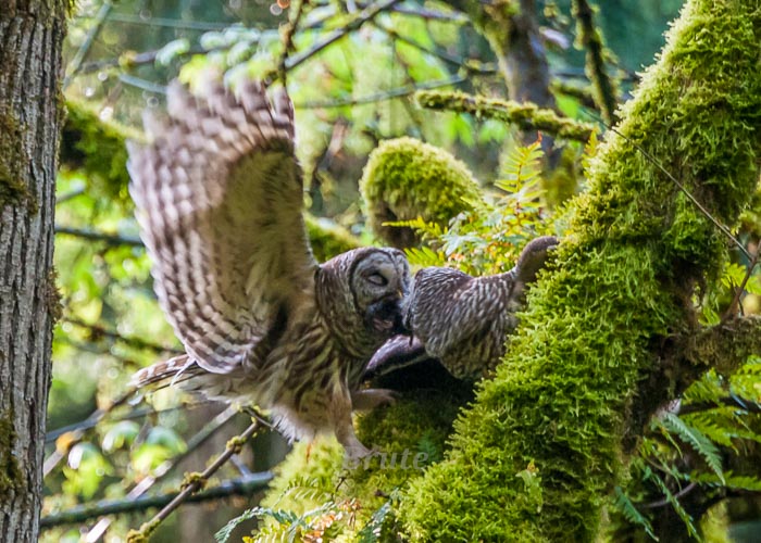 Barred Owl  April 2015 a-2490-1.JPG