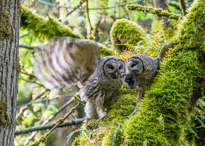 Barred Owl  April 2015 a-2497-1.JPG