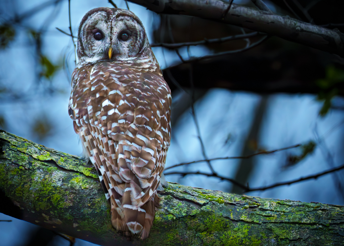 Barred Owl at sunset for BCG-1110-IMG_00001.jpg