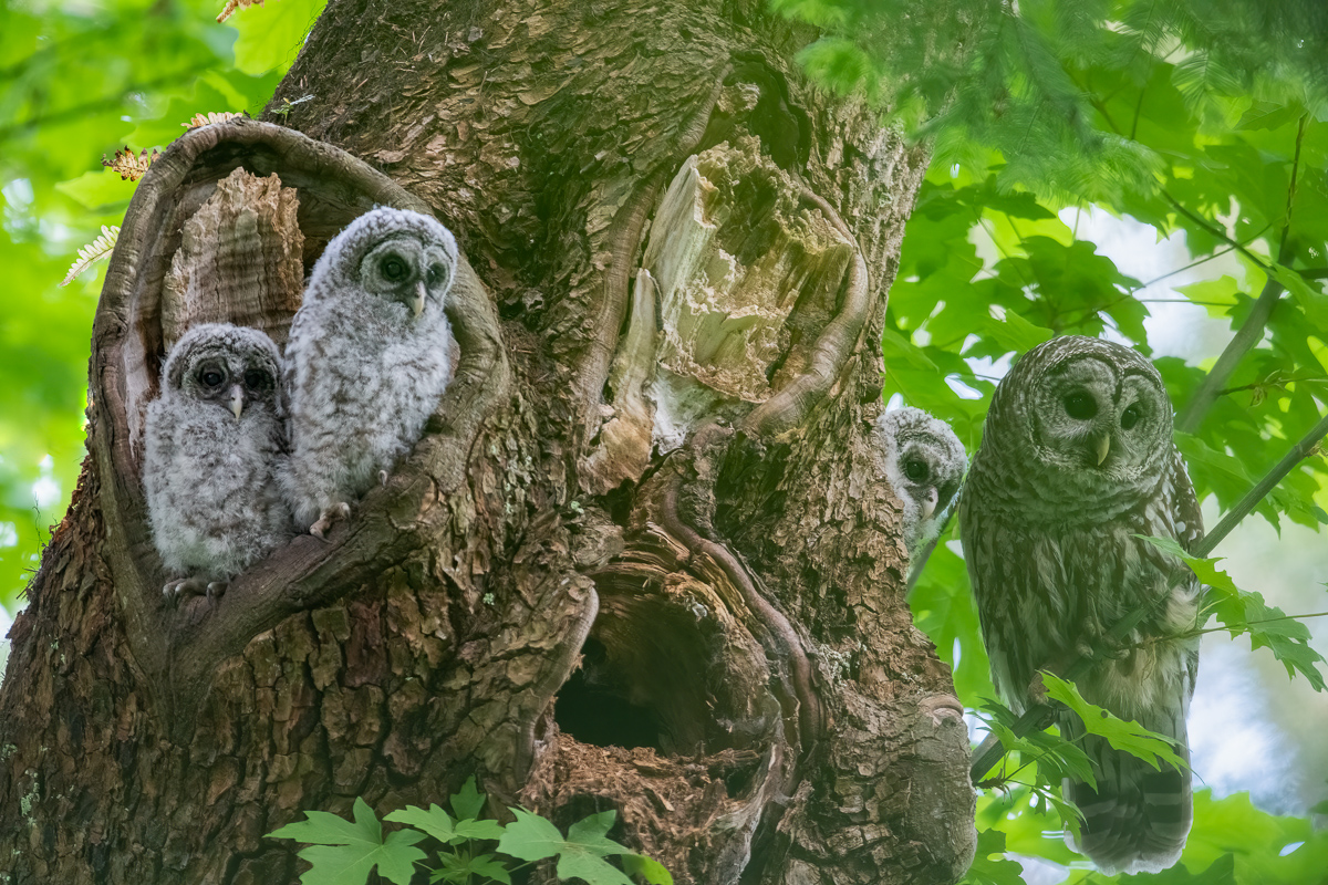  Barred Owl family 2.jpg