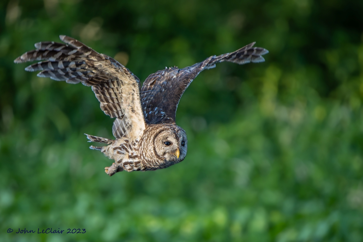 Barred Owl In Flight.jpg