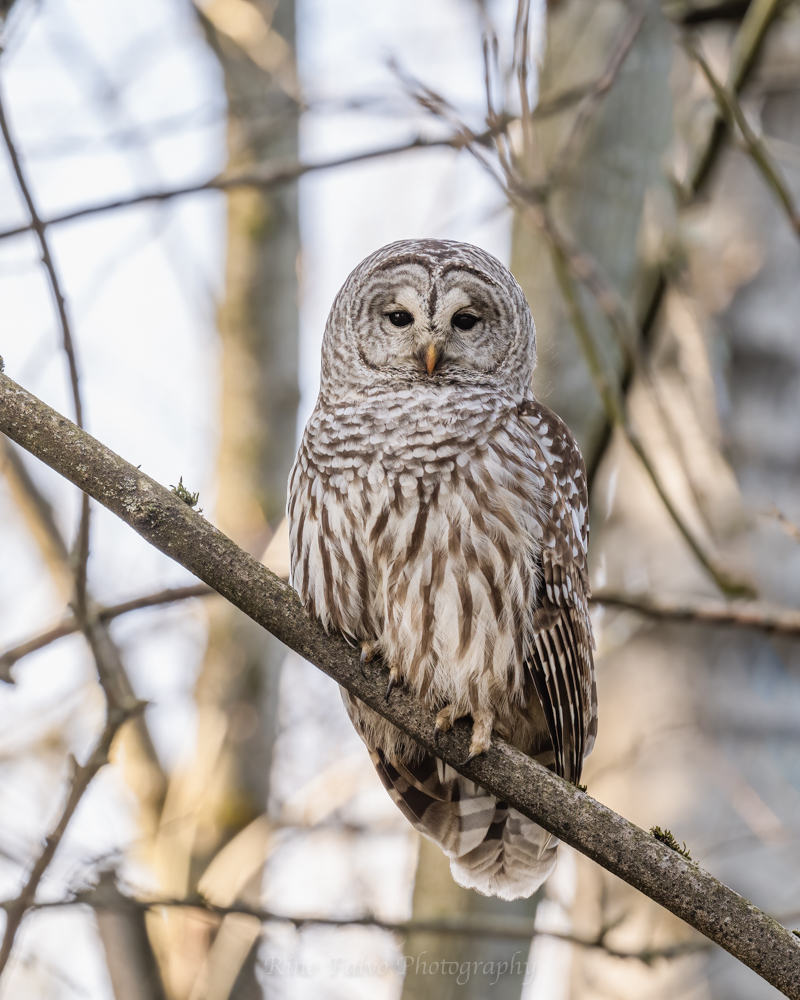 Barred Owl.jpg