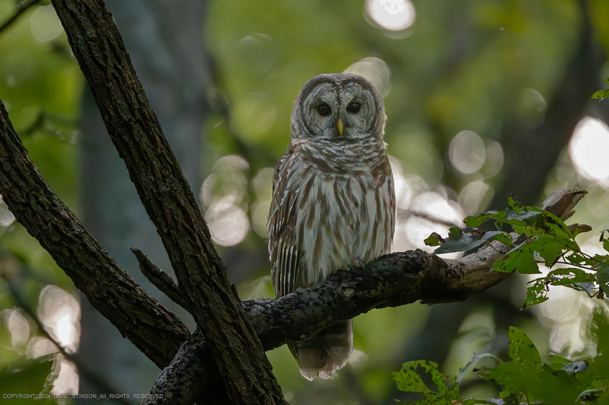 Barred Owl.jpg