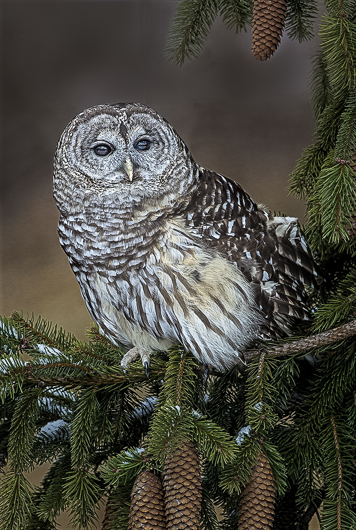 Barred Owl on Pine Branch 01 V 1080.jpg