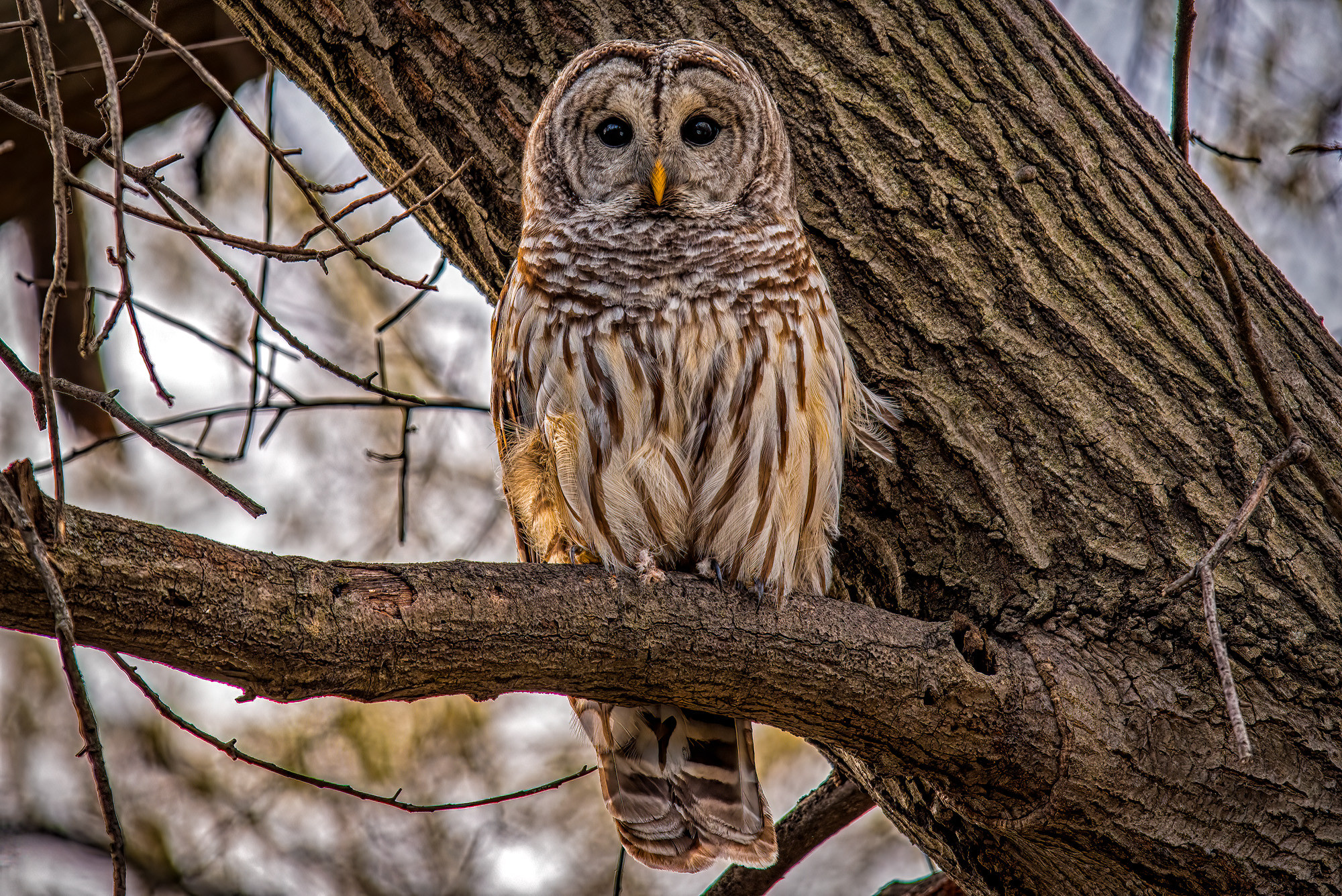 Barred Owl1.jpg