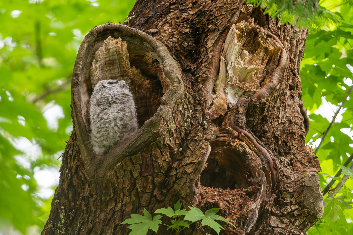 Barred Owlet.jpg