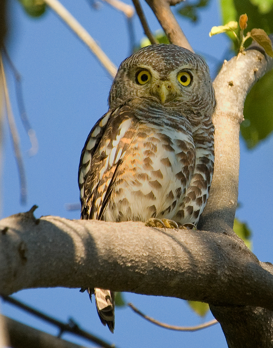 Barred Owlet2 bcg copy.jpg