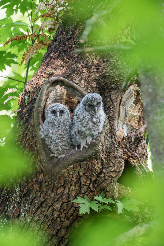 barred owlets-0522-IMG_00001.jpg