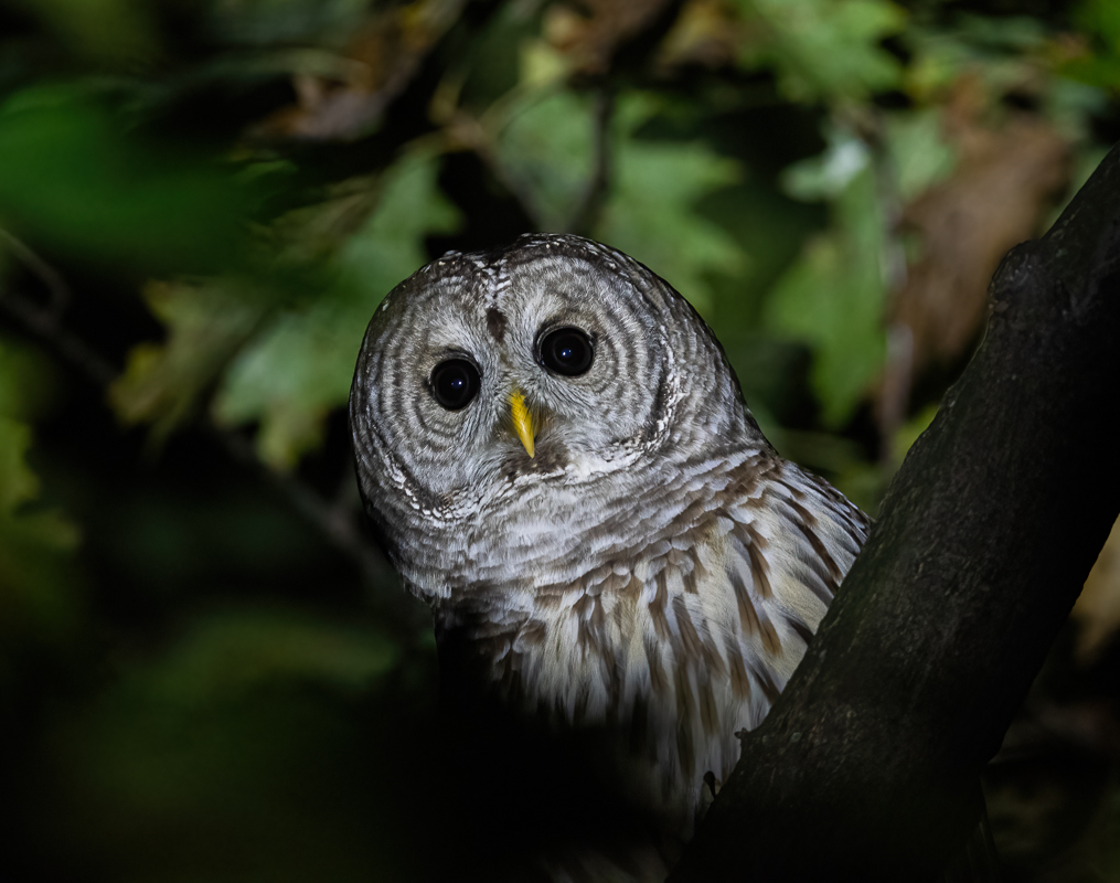 barred_owl-1.jpg