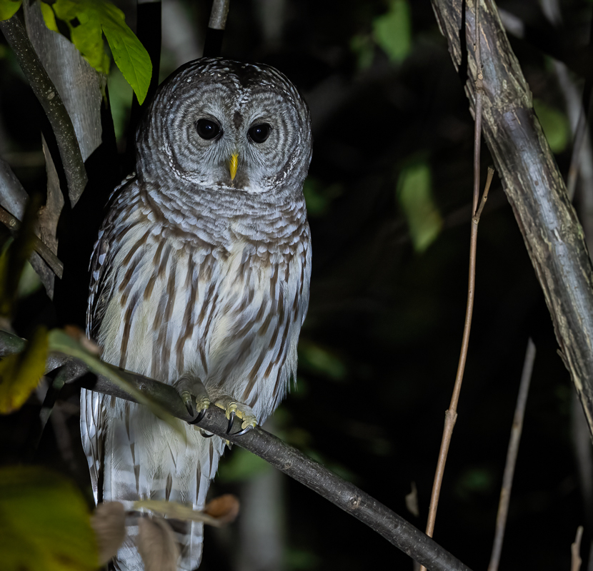 barred_owl-2.jpg