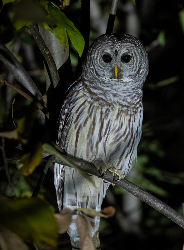 barred_owl-3.jpg