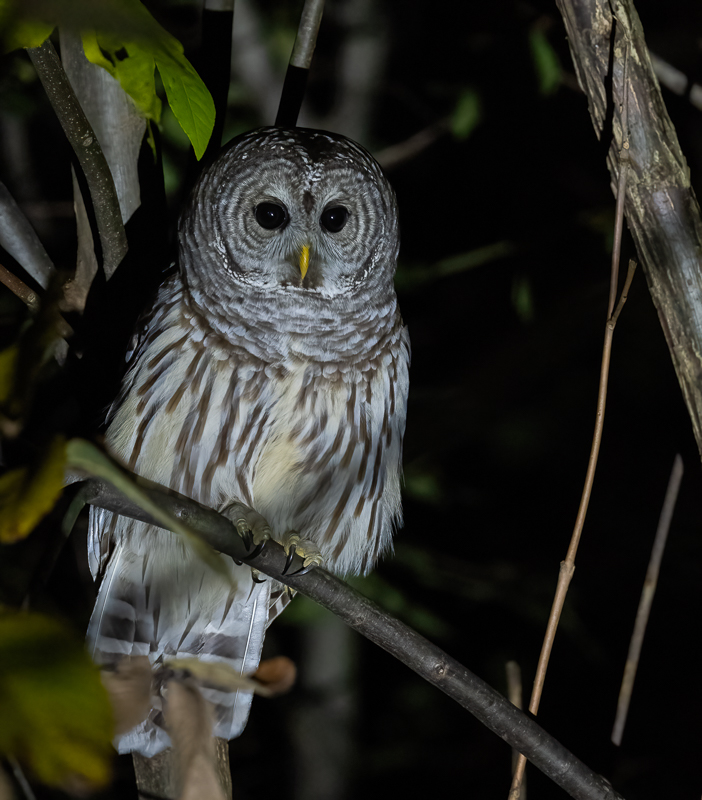 barred_owl-4.jpg