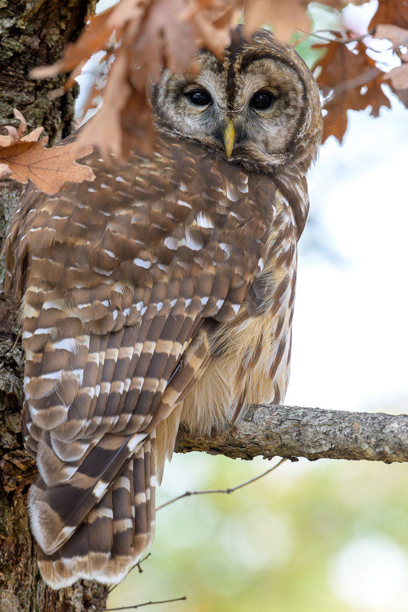 Barred_Owl_at_home-2.jpg