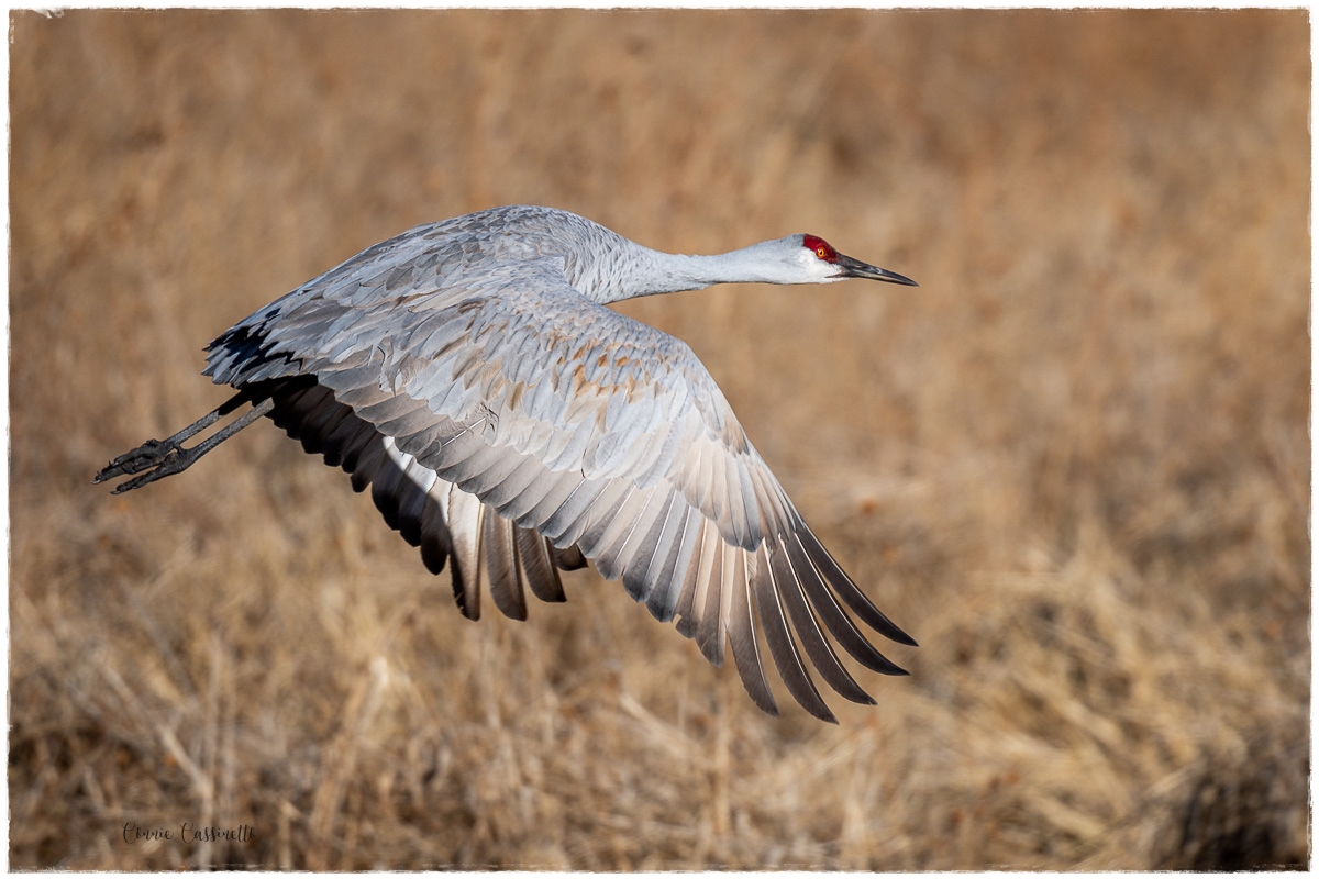 batch_CCassinettoSandhillCrane1-3003645.jpg