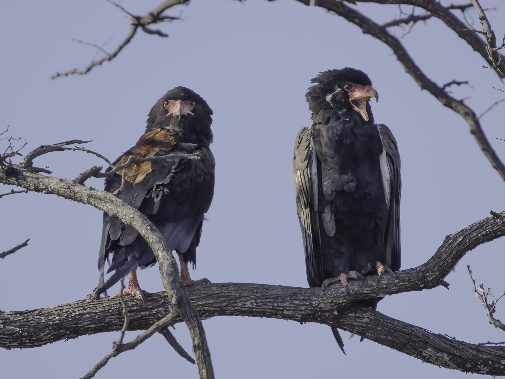 Bateleur or Short tail eagles 10302021.jpg