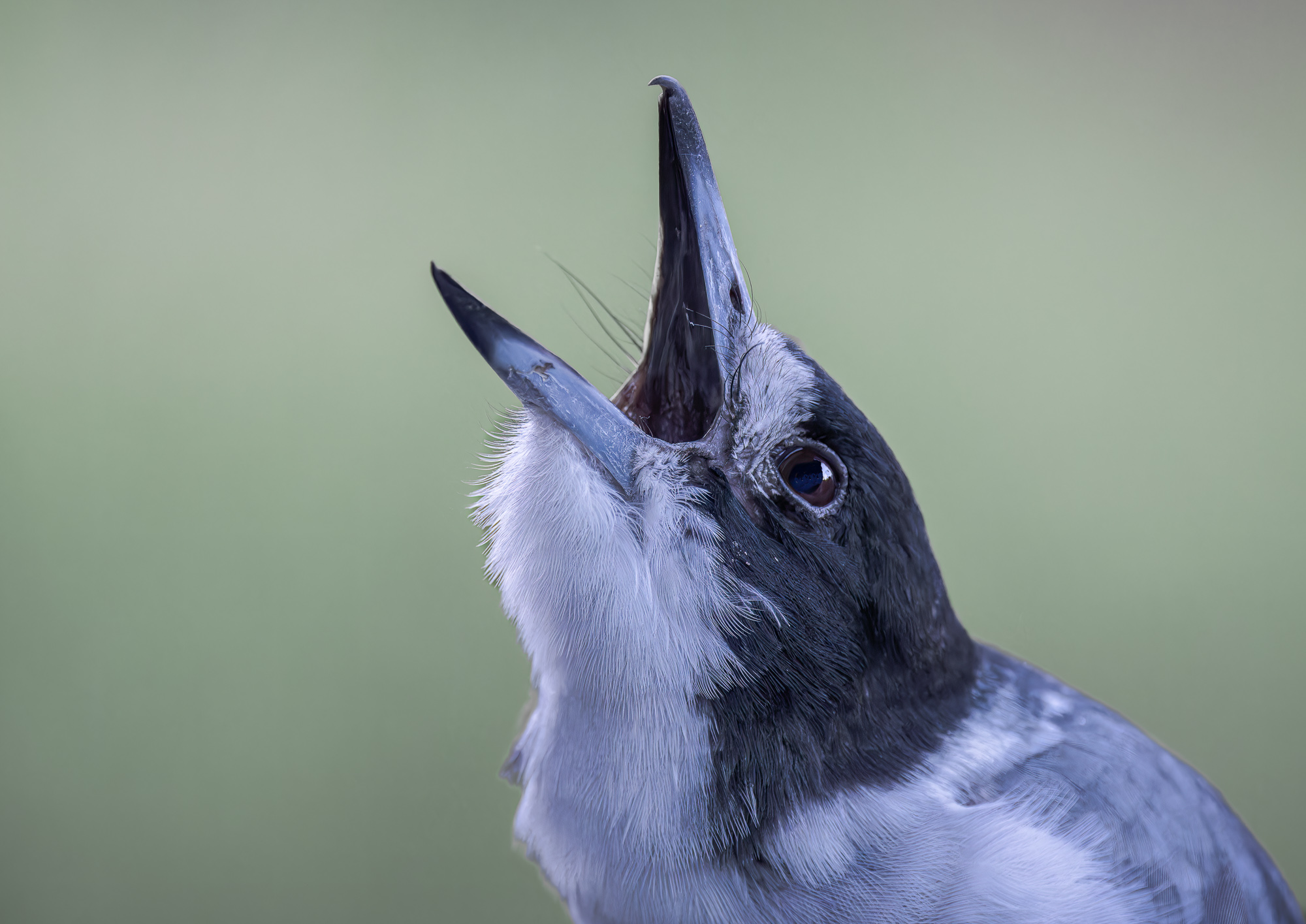 Grey Butcherbird : Cracticus torquatus