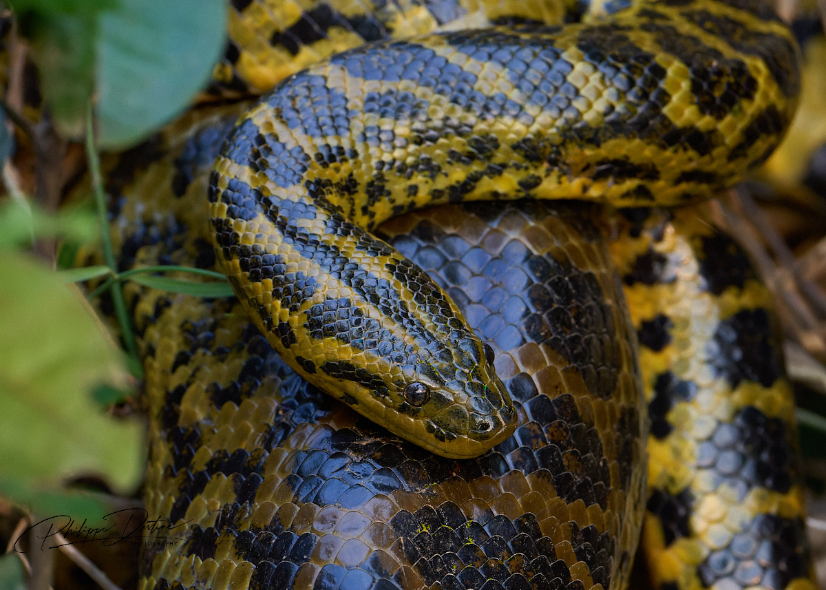 Yellow anaconda... not one, but two ! | Backcountry Gallery Photography ...