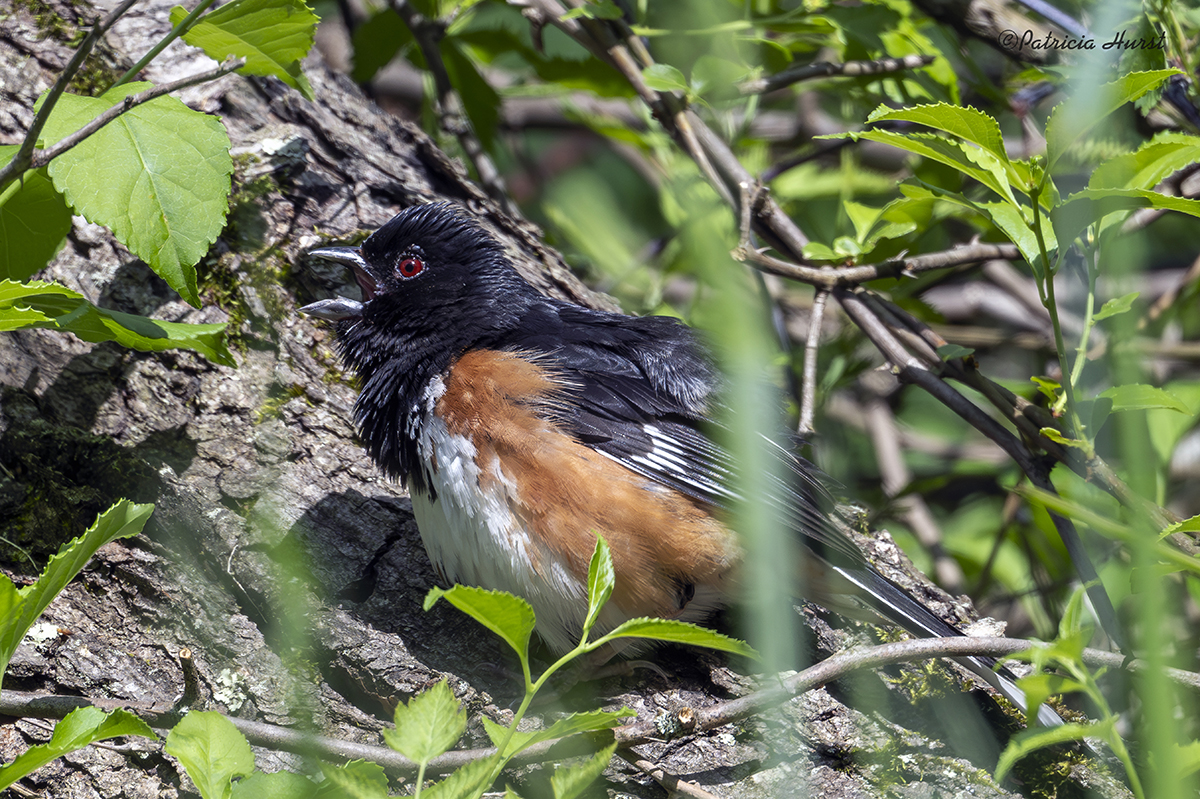 BCG-1CR_EasternTowhee-NZ97539-NR.jpg