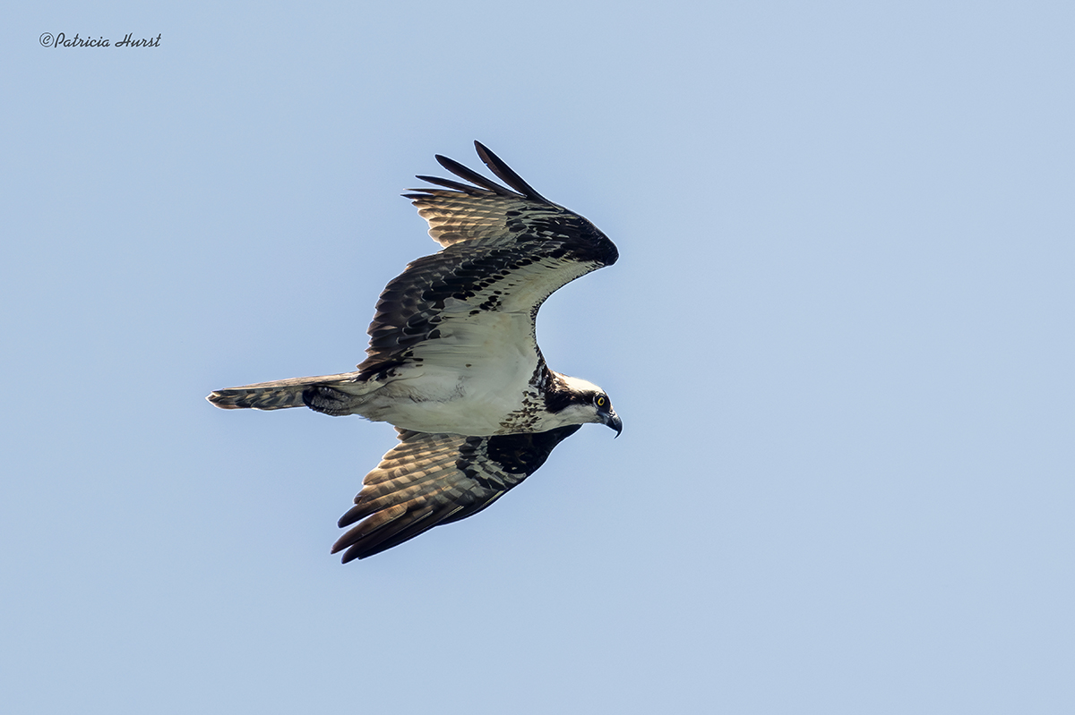 BCG-1CR_Osprey-NZ98526-NR.jpg