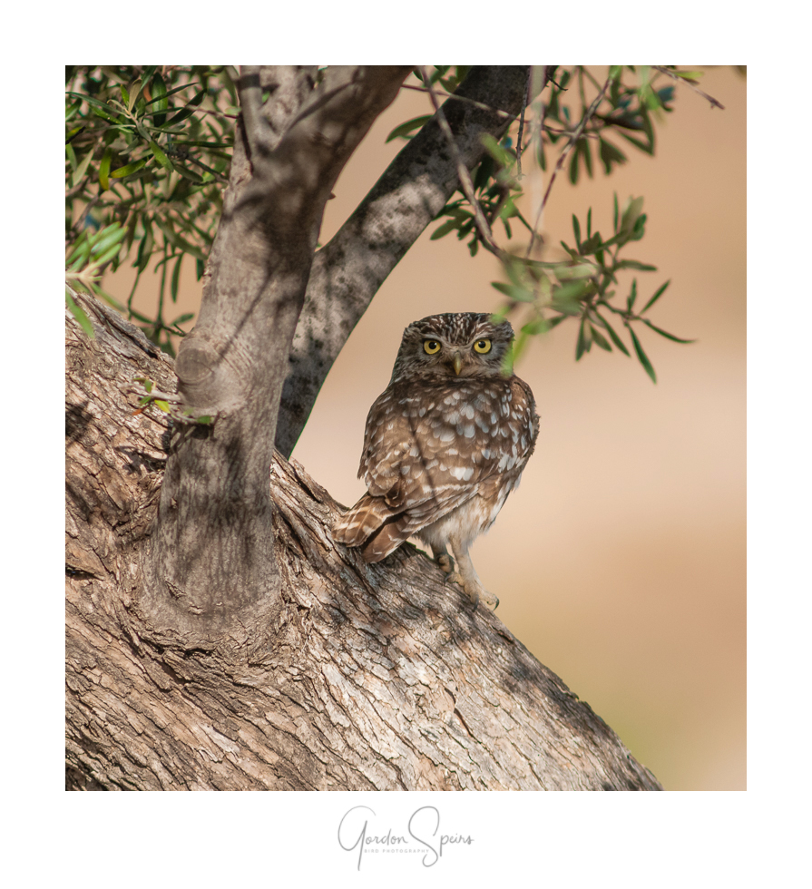 BCG-Little Owl 23-Backcountry Gallery-2.jpg
