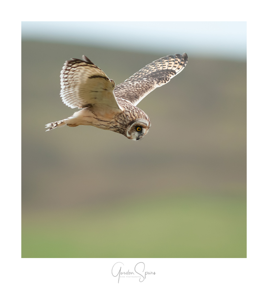 BCG-Short-eared Owl 35.jpg