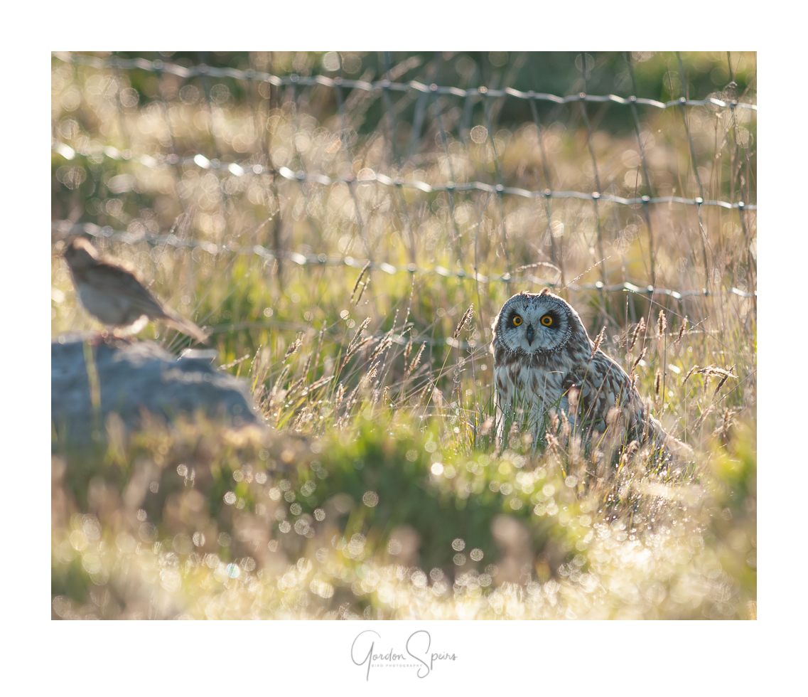 BCG-Short-eared Owl 48.jpg