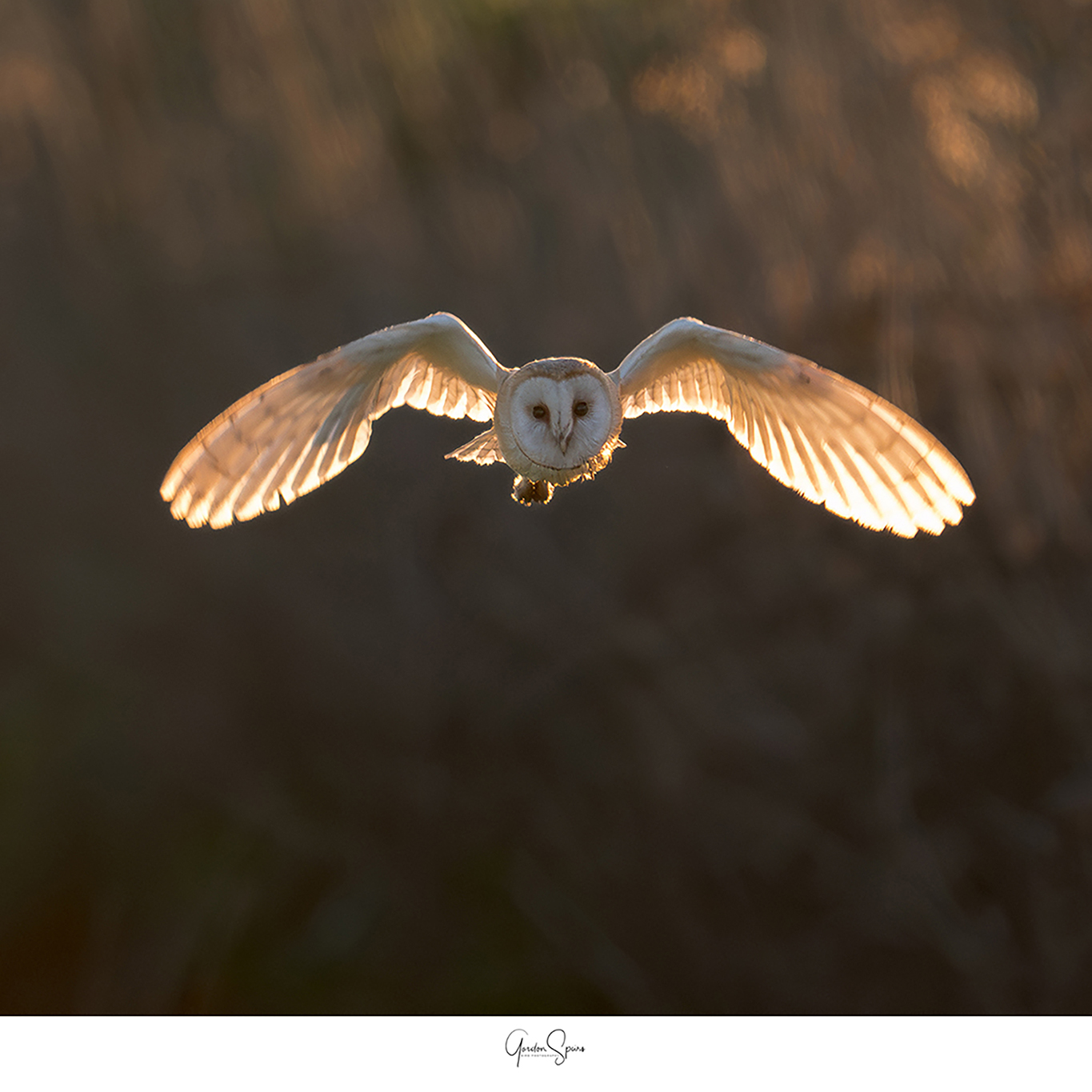BCG_Barn Owl 138-Enhanced-NR copy.jpg