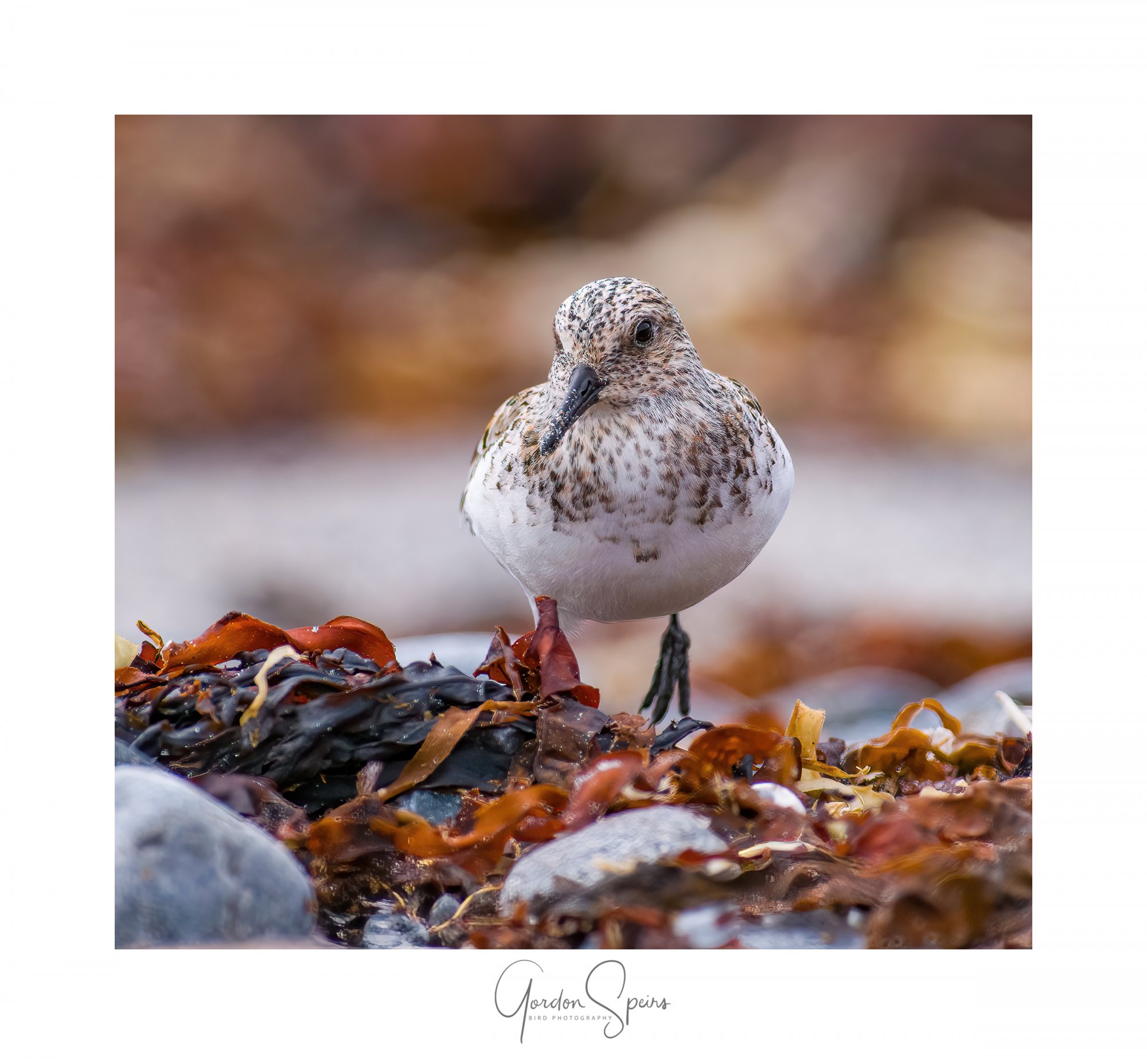 BCG_Sanderling 9.jpg